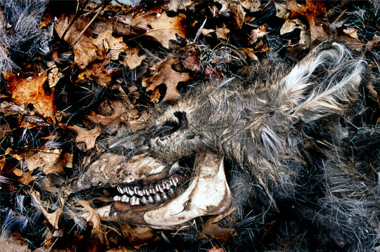 deer skull #1