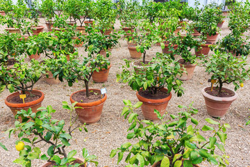 rows of young citrus trees