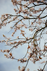 Fototapeta na wymiar branches of a blossoming tree
