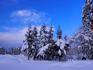 森林と雪原 青空
