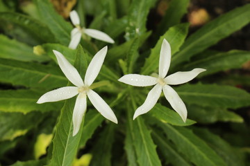 White 