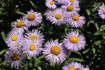 Blue hybrid "Fleabane" flowers in St. Gallen, Switzerland. Its Latin name is Erigeron Grandiflorum.