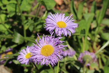 Obraz premium Blue hybrid 