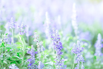 close up beautiful purple blue flower in garden , Sage plant 