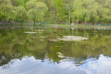 Fototapeta na wymiar Spring Park. Lake in the spring park. Spring landscape.