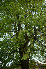 Beautiful nature at morning in the misty spring forest