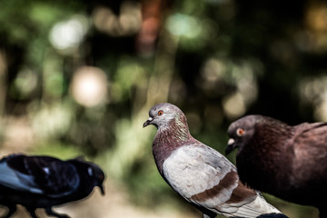 Picturesque and cute pigeon with artistic blurred background