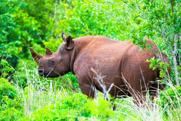 Rhino grazing in green dense vegetation.  Zimbabwe, Africa.