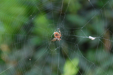 Spider on web