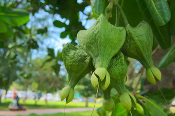 Fruit of the fish poison tree or sea poison tree.