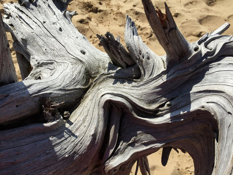 Driftwood