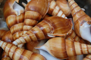 Spiral Seashells