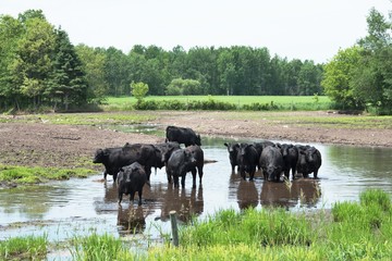 Fototapeta na wymiar Cattle in Water