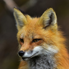 Naklejka na ściany i meble Red fox portrait