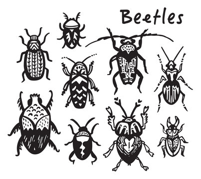 Set of hand drawn ink bugs, beetles