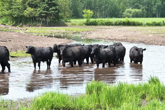 Cows in Water