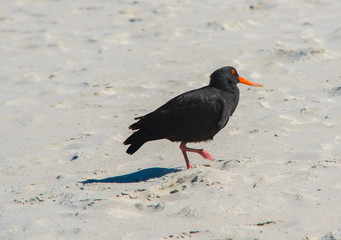 Oyster catcher
