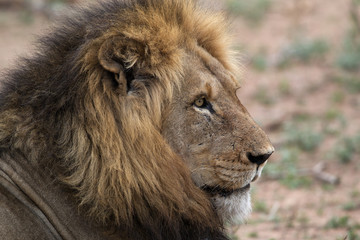 Fototapeta na wymiar Lion, Manyeleti NP, South Africa