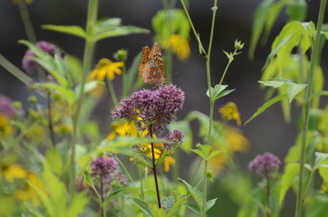 Native Butterfly Garden