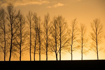 夕陽と冬のシラカバ並木