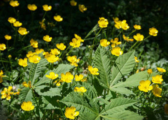 Yellow wild flowers