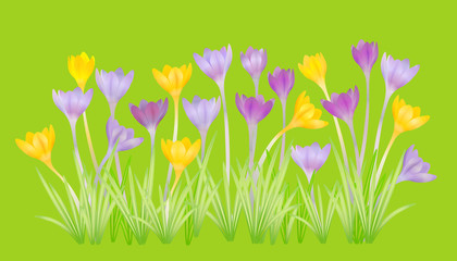 Crocuses - small, spring-flowering plant of the iris family.