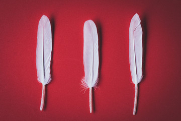 White feather, red background