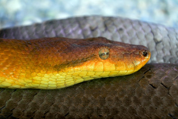 Candoia bibroni Fiji boa