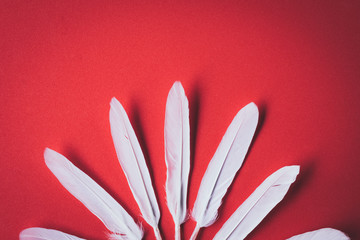 White feather, red background