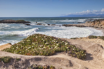Wildflowers at Bean Hollow State Beach, California