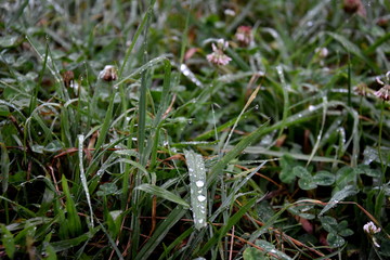 Water drops on the green grass background.. Dew on a grass the summer. Fresh green grass, close up image. Rain Drop on Green Leaf.