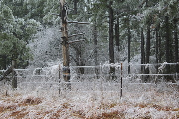 Ice Storm Janurary 2017