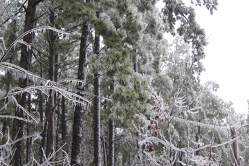 Ice Storm Janurary 2017