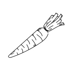 Freehand drawing illustration vegetable carrot.