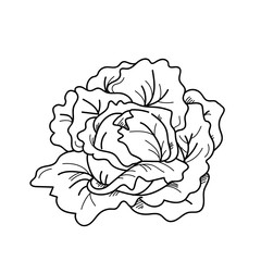 Freehand drawing illustration vegetable on white