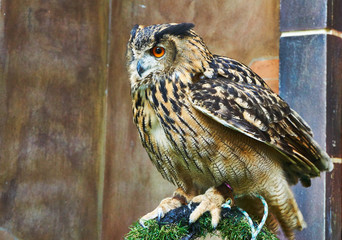 Close up picture of owl stands on the perch
