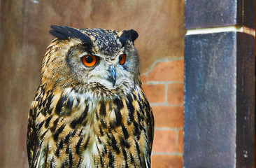 Close up picture of owl