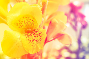 Yellow flower in park