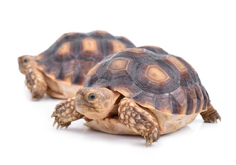 turtle isolated on white background