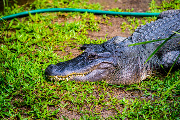 a trespasser in the yard