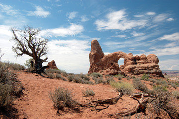 Turret Arch with lone tree on the Windows hiking trail in Arches National Park   © mhgstan