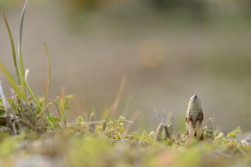 ツクシ　春の風景


