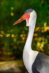 Wattled crane (Bugeranus carunculatus) Vertical.  closeup 