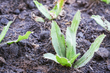 plant green parsley in soil