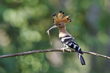 Bird, Common Hoopoe ( Upupa epops ), Birds on branch, Bird with © Nuwat
