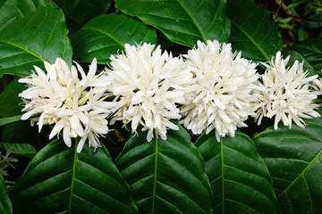 Coffee tree blossom with white color flower close up view
