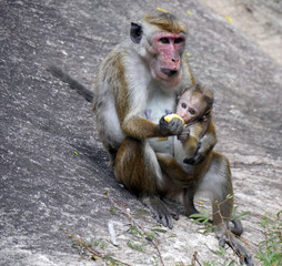 Mother and monkey