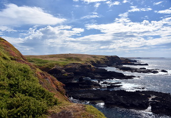 Obraz premium Phillip Island Nature Park - green hills and rugged coastline Victoria Australia. Rocky coastline of the Nobbies in Philip Island Australia.