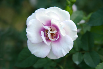 Purple rose  / Tropical Rose Garden 