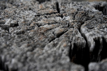 Dry tree trunk with many cracks. Close up of old aged weathered cracked wood profile, surface texture log, old wood texture of dried. Texture of the logs.